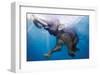 Elephant Underwater-null-Framed Art Print