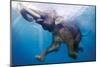 Elephant Underwater-null-Mounted Art Print