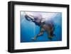 Elephant Underwater-null-Framed Art Print