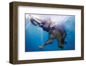 Elephant Underwater-null-Framed Art Print
