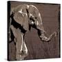 Elephant Walk Brown-OnRei-Stretched Canvas