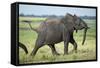 Elephant Walking along River, Chobe National Park, Botswana-Paul Souders-Framed Stretched Canvas