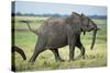 Elephant Walking along River, Chobe National Park, Botswana-Paul Souders-Stretched Canvas