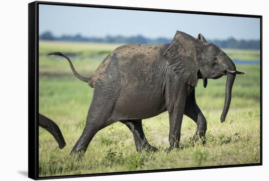 Elephant Walking along River, Chobe National Park, Botswana-Paul Souders-Framed Stretched Canvas