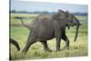 Elephant Walking along River, Chobe National Park, Botswana-Paul Souders-Stretched Canvas