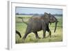 Elephant Walking along River, Chobe National Park, Botswana-Paul Souders-Framed Photographic Print