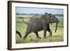 Elephant Walking along River, Chobe National Park, Botswana-Paul Souders-Framed Photographic Print