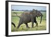 Elephant Walking along River, Chobe National Park, Botswana-Paul Souders-Framed Photographic Print