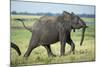 Elephant Walking along River, Chobe National Park, Botswana-Paul Souders-Mounted Photographic Print