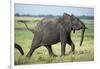Elephant Walking along River, Chobe National Park, Botswana-Paul Souders-Framed Photographic Print