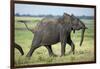 Elephant Walking along River, Chobe National Park, Botswana-Paul Souders-Framed Photographic Print