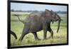 Elephant Walking along River, Chobe National Park, Botswana-Paul Souders-Framed Photographic Print