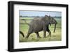 Elephant Walking along River, Chobe National Park, Botswana-Paul Souders-Framed Photographic Print