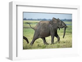 Elephant Walking along River, Chobe National Park, Botswana-Paul Souders-Framed Photographic Print