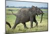 Elephant Walking along River, Chobe National Park, Botswana-Paul Souders-Mounted Photographic Print