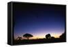 Elephant Walking Along Savuti Marsh at Dawn-null-Framed Stretched Canvas