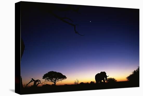 Elephant Walking Along Savuti Marsh at Dawn-null-Stretched Canvas
