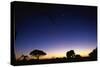 Elephant Walking Along Savuti Marsh at Dawn-null-Stretched Canvas