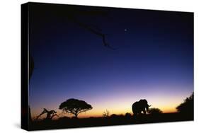 Elephant Walking Along Savuti Marsh at Dawn-null-Stretched Canvas