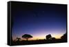 Elephant Walking Along Savuti Marsh at Dawn-null-Framed Stretched Canvas