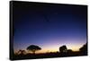 Elephant Walking Along Savuti Marsh at Dawn-null-Framed Stretched Canvas