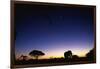 Elephant Walking Along Savuti Marsh at Dawn-null-Framed Photographic Print