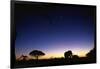 Elephant Walking Along Savuti Marsh at Dawn-null-Framed Photographic Print