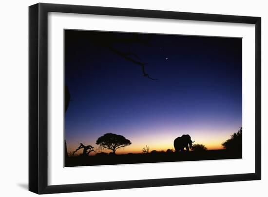 Elephant Walking Along Savuti Marsh at Dawn-null-Framed Photographic Print