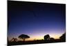 Elephant Walking Along Savuti Marsh at Dawn-null-Mounted Photographic Print