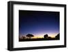 Elephant Walking Along Savuti Marsh at Dawn-null-Framed Photographic Print