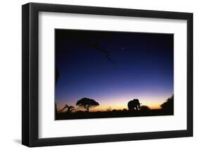 Elephant Walking Along Savuti Marsh at Dawn-null-Framed Photographic Print