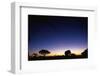 Elephant Walking Along Savuti Marsh at Dawn-null-Framed Photographic Print