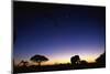 Elephant Walking Along Savuti Marsh at Dawn-null-Mounted Photographic Print