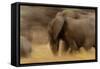 Elephant Walking in Tarangire National Park, Tanzania-Paul Joynson Hicks-Framed Stretched Canvas