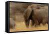 Elephant Walking in Tarangire National Park, Tanzania-Paul Joynson Hicks-Framed Stretched Canvas