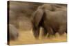Elephant Walking in Tarangire National Park, Tanzania-Paul Joynson Hicks-Stretched Canvas