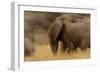 Elephant Walking in Tarangire National Park, Tanzania-Paul Joynson Hicks-Framed Photographic Print