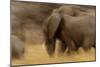 Elephant Walking in Tarangire National Park, Tanzania-Paul Joynson Hicks-Mounted Photographic Print