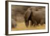 Elephant Walking in Tarangire National Park, Tanzania-Paul Joynson Hicks-Framed Photographic Print