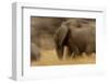 Elephant Walking in Tarangire National Park, Tanzania-Paul Joynson Hicks-Framed Photographic Print
