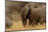 Elephant Walking in Tarangire National Park, Tanzania-Paul Joynson Hicks-Mounted Photographic Print