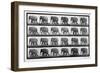 Elephant Walking, Plate 733 from 'Animal Locomotion', 1887 (B/W Photo)-Eadweard Muybridge-Framed Giclee Print