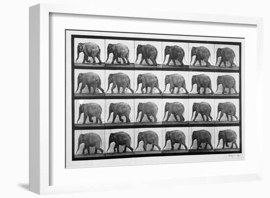 Elephant Walking, Plate 733 from 'Animal Locomotion', 1887 (B/W Photo)-Eadweard Muybridge-Framed Giclee Print