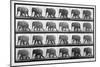 Elephant Walking, Plate 733 from 'Animal Locomotion', 1887 (B/W Photo)-Eadweard Muybridge-Mounted Giclee Print