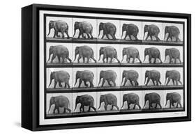 Elephant Walking, Plate 733 from 'Animal Locomotion', 1887 (B/W Photo)-Eadweard Muybridge-Framed Stretched Canvas