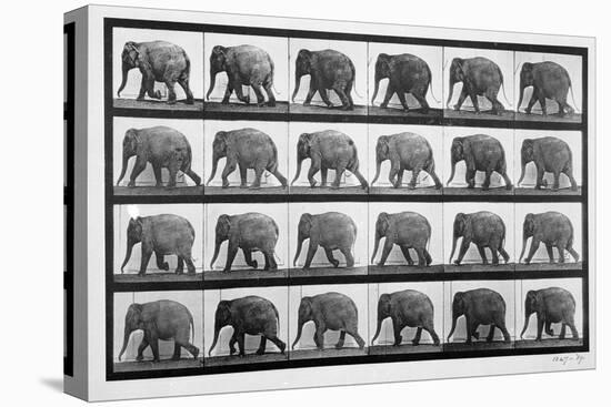 Elephant Walking, Plate 733 from 'Animal Locomotion', 1887 (B/W Photo)-Eadweard Muybridge-Stretched Canvas