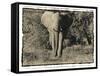 Elephant Walking Towards Camera in African Bush, Tanzania-Paul Joynson Hicks-Framed Stretched Canvas