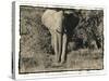 Elephant Walking Towards Camera in African Bush, Tanzania-Paul Joynson Hicks-Stretched Canvas