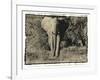 Elephant Walking Towards Camera in African Bush, Tanzania-Paul Joynson Hicks-Framed Photographic Print