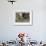 Elephant Walking Towards Camera in African Bush, Tanzania-Paul Joynson Hicks-Framed Photographic Print displayed on a wall